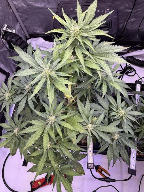 Gorilla Cookies Auto. Week 7 - Day 47