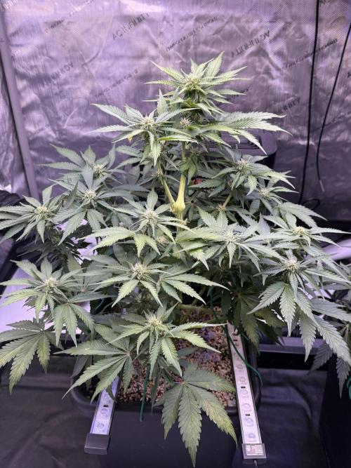 Gorilla Cookies Auto. Week 7 - Day 47