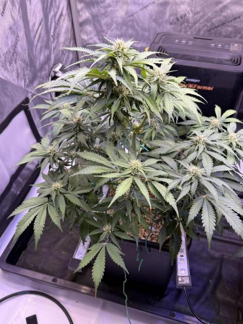 Gorilla Cookies Auto. Week 7 - Day 49