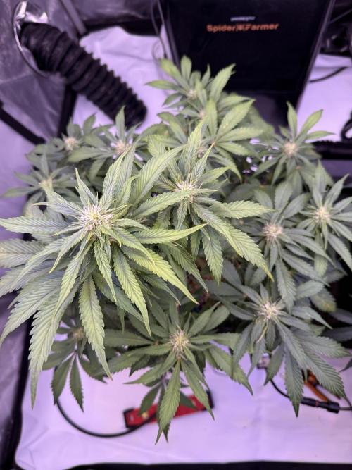 Gorilla Cookies Auto. Week 7 - Day 49