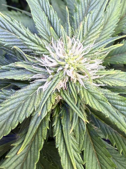 Gorilla Cookies Auto. Week 7 - Day 49