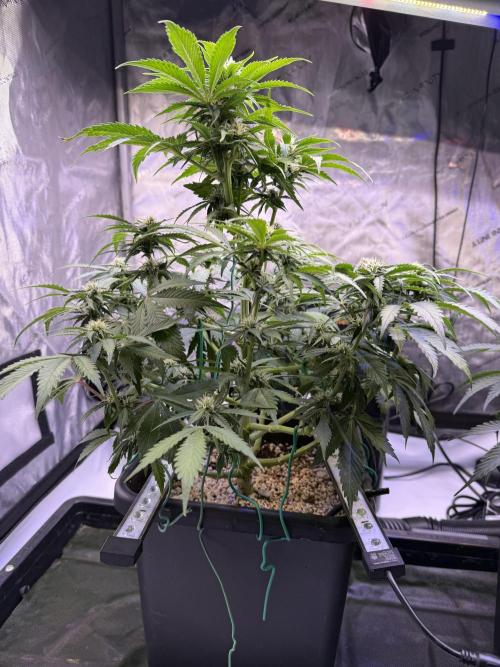 Gorilla Cookies Auto. Week 7 - Day 49