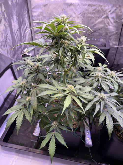 Gorilla Cookies Auto. Week 8 - Day 50