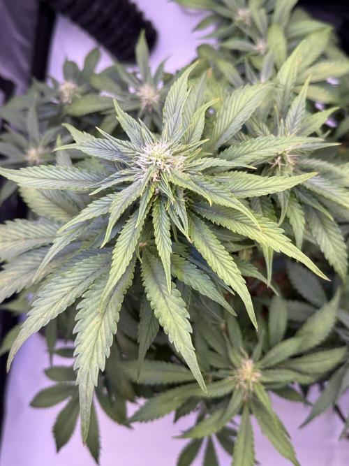 Gorilla Cookies Auto. Week 8 - Day 50