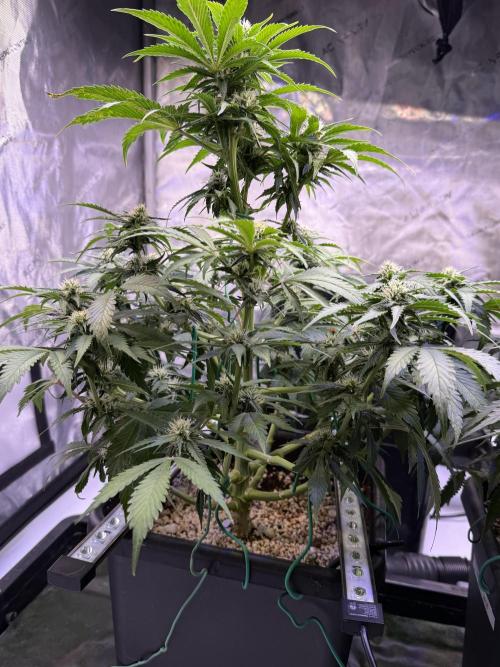 Gorilla Cookies Auto. Week 8 - Day 50