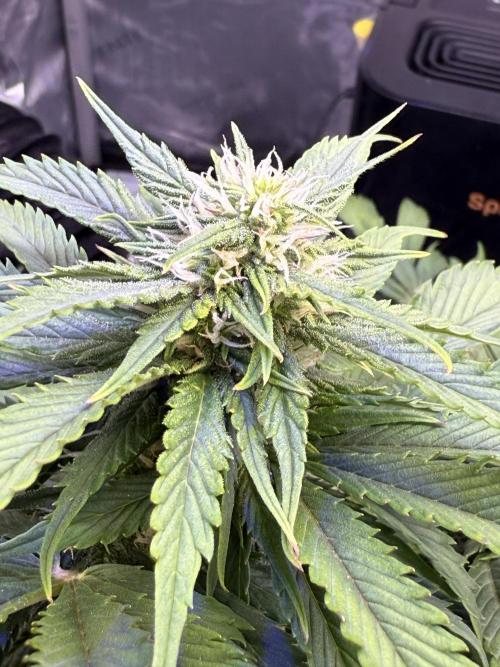 Gorilla Cookies Auto. Week 8 - Day 50
