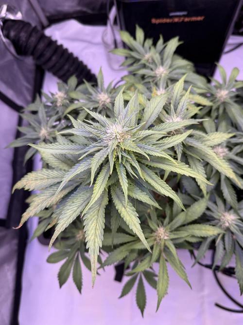 Gorilla Cookies Auto. Week 8 - Day 52