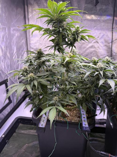 Gorilla Cookies Auto. Week 8 - Day 52