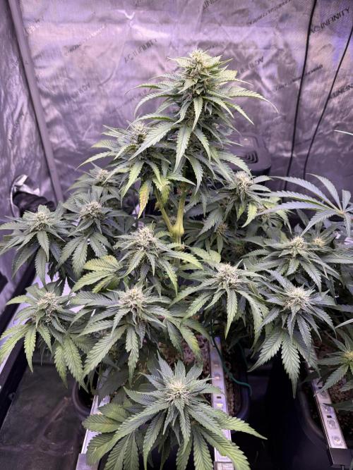 Gorilla Cookies Auto. Week 8 - Day 54