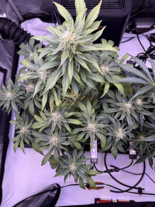 Gorilla Cookies Auto. Week 8 - Day 54