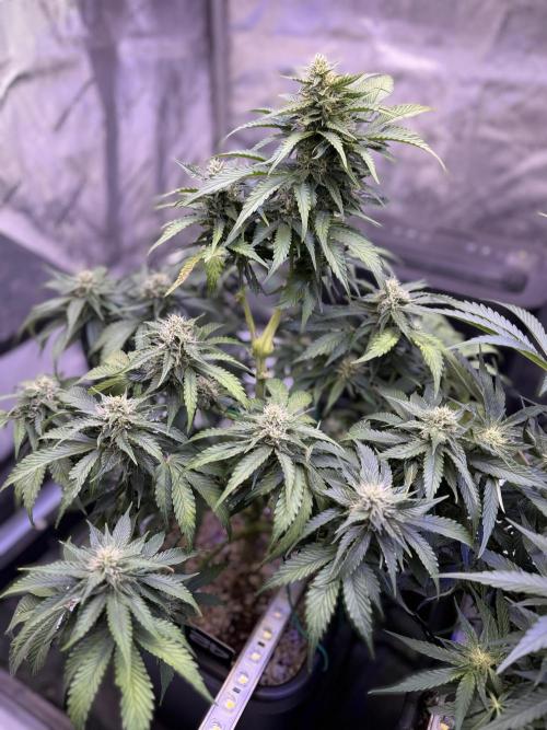 Gorilla Cookies Auto. Week 8 - Day 54