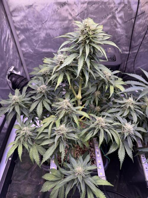 Gorilla Cookies Auto. Week 8 - Day 56