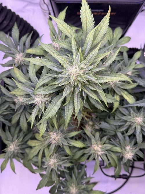 Gorilla Cookies Auto. Week 8 - Day 56