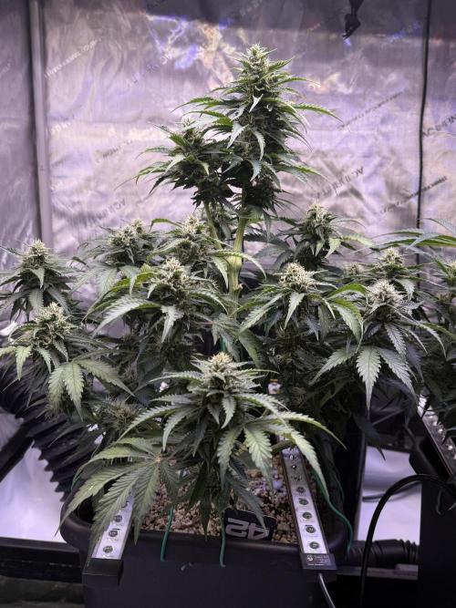 Gorilla Cookies Auto. Week 8 - Day 56