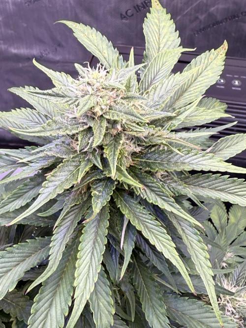 Gorilla Cookies Auto. Week 8 - Day 56