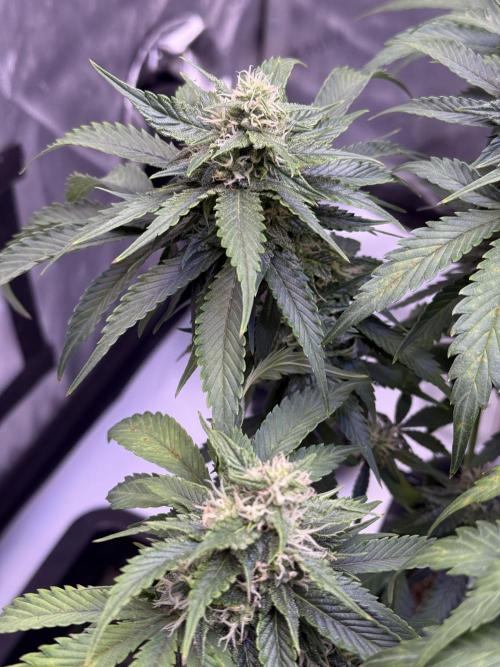 Gorilla Cookies Auto. Week 8 - Day 56