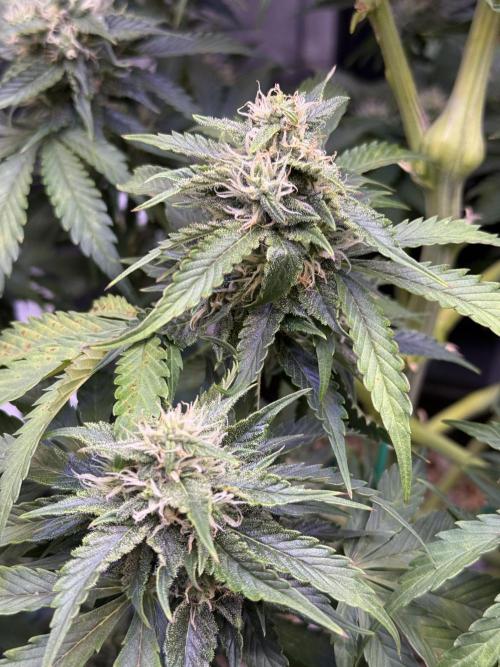 Gorilla Cookies Auto. Week 8 - Day 56