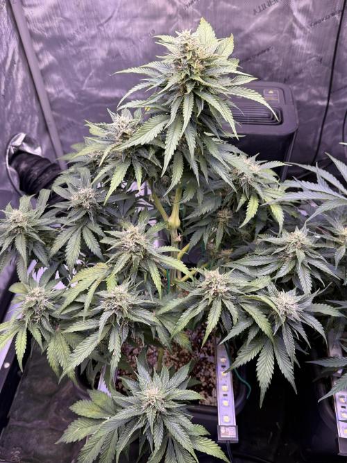 Gorilla Cookies Auto. Week 9 - Day 57