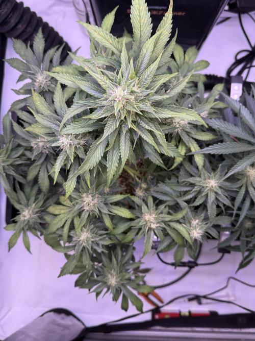 Gorilla Cookies Auto. Week 9 - Day 57