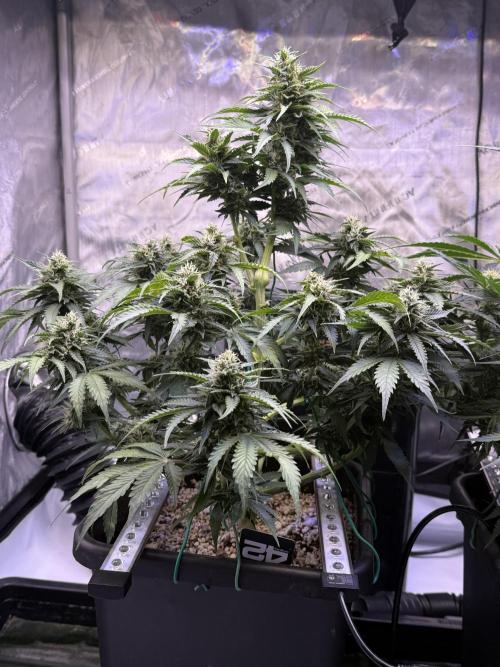 Gorilla Cookies Auto. Week 9 - Day 57