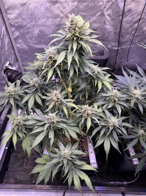 Gorilla Cookies Auto. Week 9 - Day 59