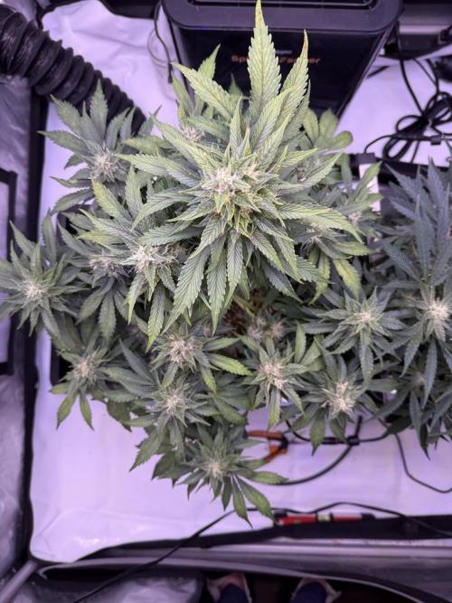 Gorilla Cookies Auto. Week 9 - Day 59