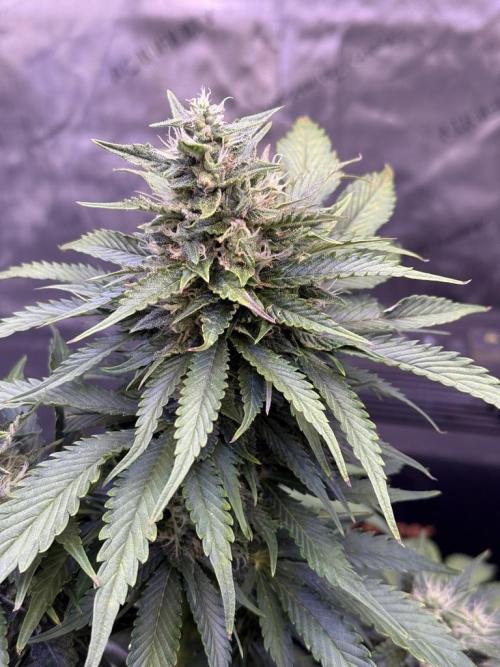 Gorilla Cookies Auto. Week 9 - Day 59