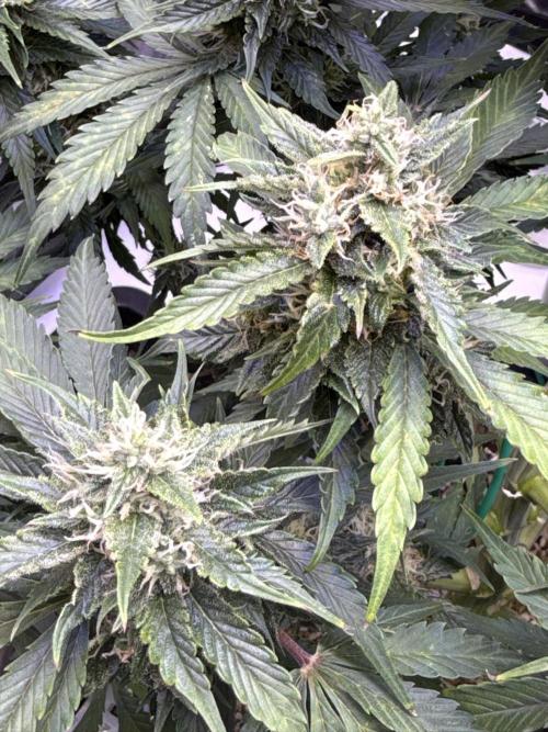 Gorilla Cookies Auto. Week 9 - Day 59