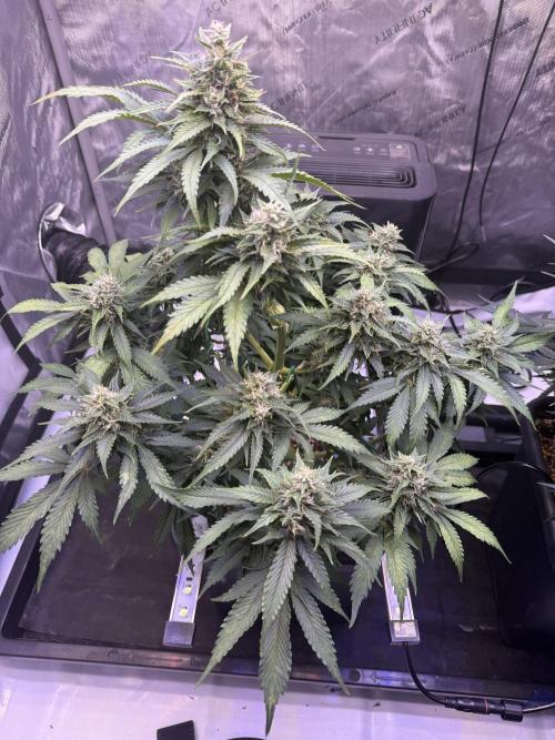 Gorilla Cookies Auto. Week 9 - Day 61