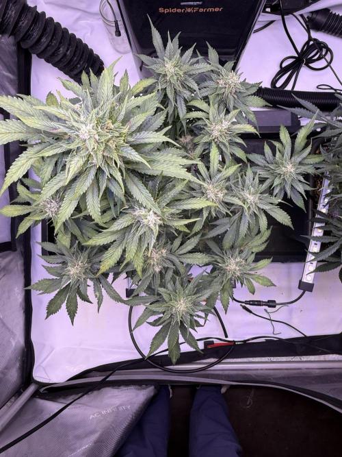 Gorilla Cookies Auto. Week 9 - Day 61