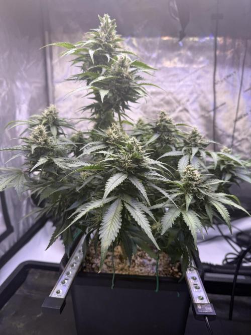 Gorilla Cookies Auto. Week 9 - Day 61