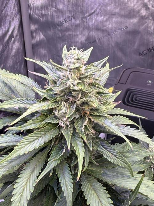 Gorilla Cookies Auto. Week 9 - Day 61