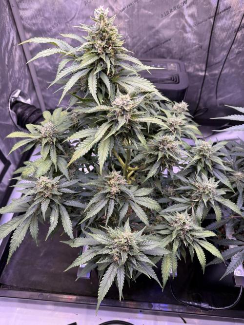 Gorilla Cookies Auto. Week 9 - Day 63