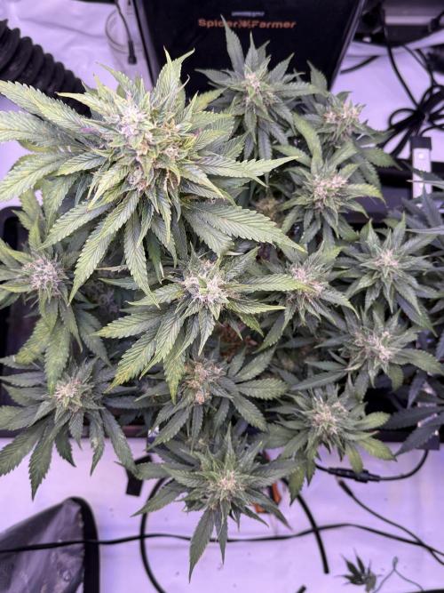 Gorilla Cookies Auto. Week 9 - Day 63