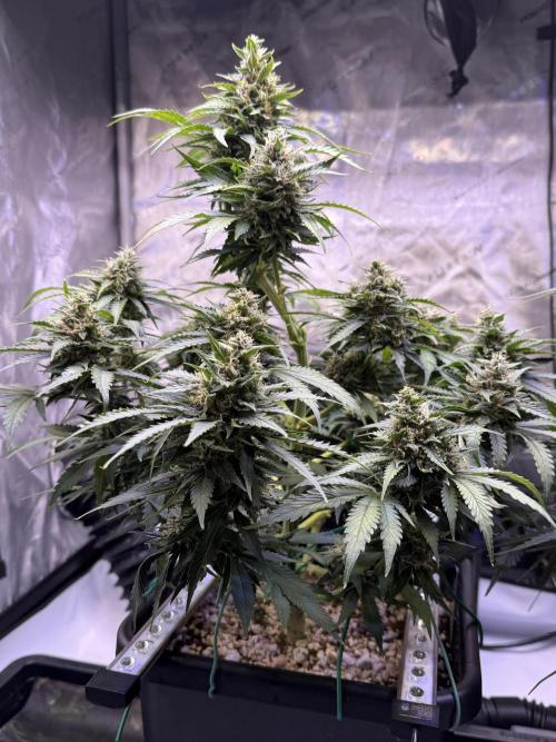 Gorilla Cookies Auto. Week 9 - Day 63