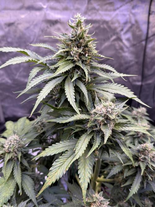 Gorilla Cookies Auto. Week 9 - Day 63