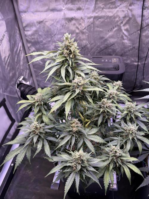 Gorilla Cookies Auto. Week 10 - Day 64