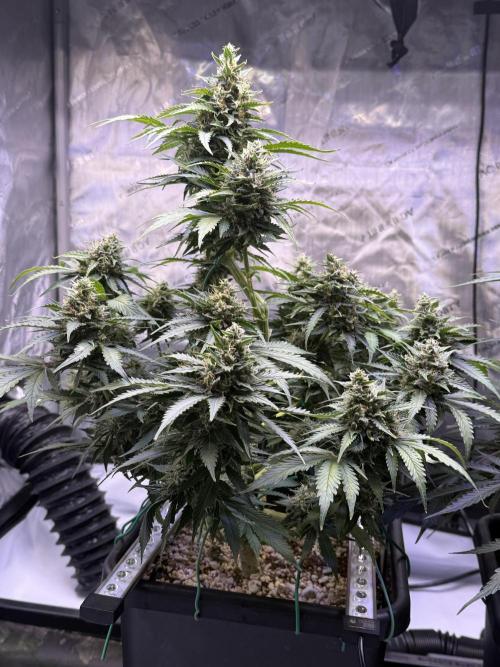 Gorilla Cookies Auto. Week 10 - Day 64