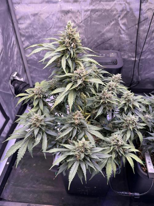 Gorilla Cookies Auto. Week 10 - Day 66