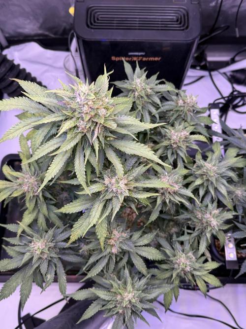 Gorilla Cookies Auto. Week 10 - Day 66