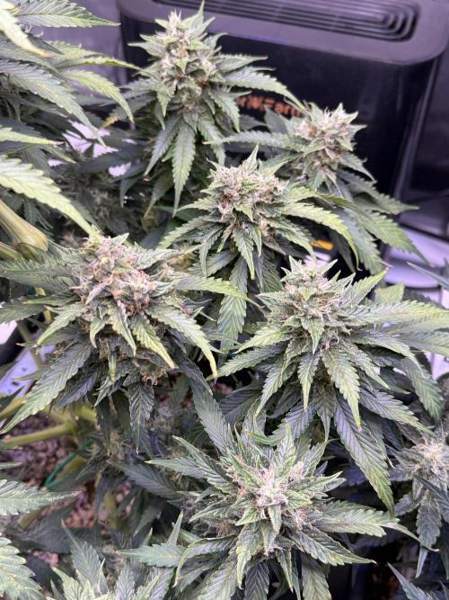 Gorilla Cookies Auto. Week 10 - Day 66