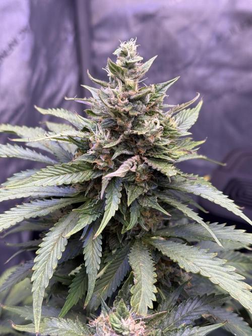 Gorilla Cookies Auto. Week 10 - Day 66