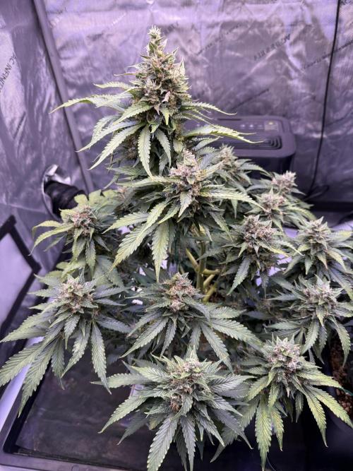 Gorilla Cookies Auto. Week 10 - Day 68