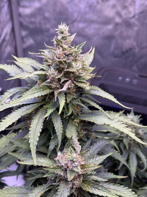 Gorilla Cookies Auto. Week 10 - Day 68