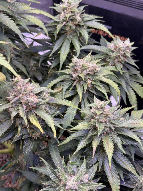 Gorilla Cookies Auto. Week 10 - Day 68