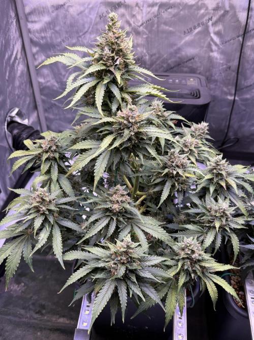 Gorilla Cookies Auto. Week 10 - Day 70