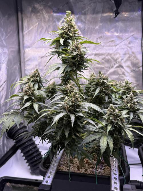 Gorilla Cookies Auto. Week 10 - Day 70