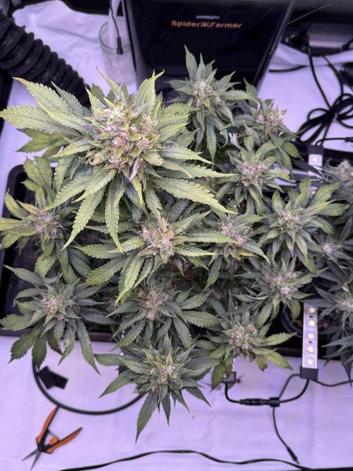 Gorilla Cookies Auto. Week 10 - Day 70