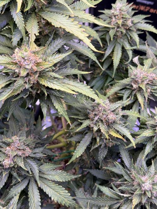 Gorilla Cookies Auto. Week 10 - Day 70