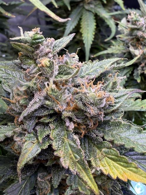 Gorilla Cookies Auto. Week 10 - Day 70